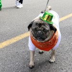 64 St pat parade 2016 photo by cheryl gorski64 St pat parade 2016 photo by cheryl gorski artvoice 64 St Pat Parade 2016 Photo by Cheryl Gorski