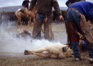 Brandingcowbrandingcow artvoice