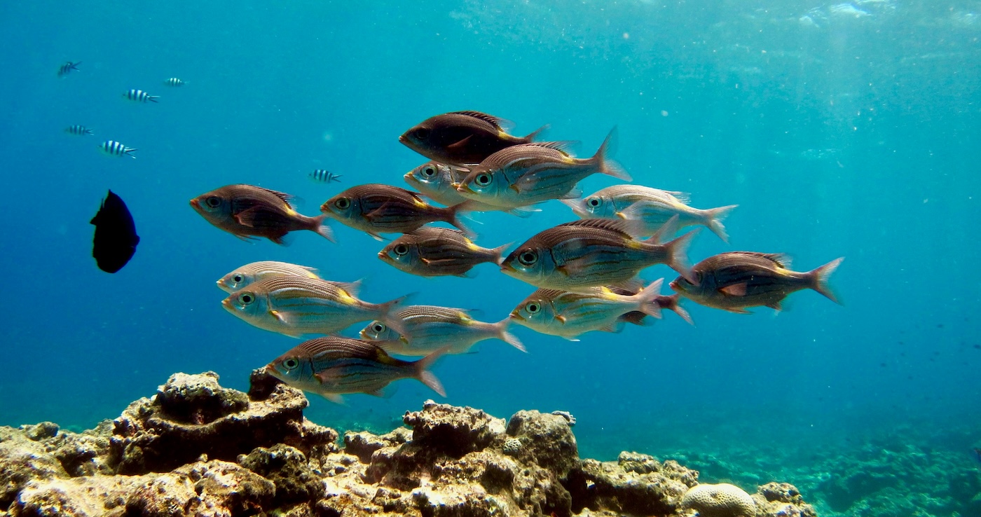 Should the Environment Be Cared for More? Yes, and Here's Why