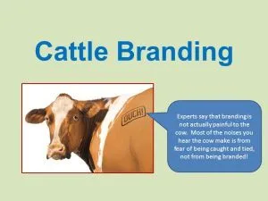 Experts say that branding is not actually painful to the cow. Most of the noises you hear the cow make is from fear of being caught and tied, not from being branded!