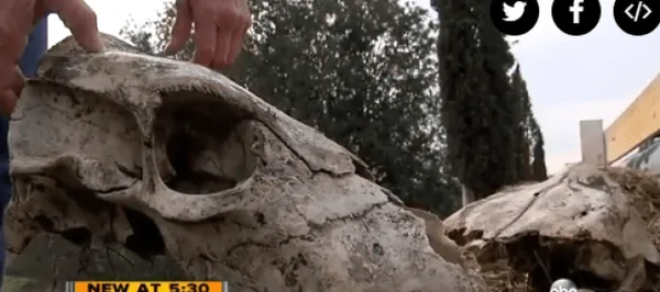 Skulls found at HiCaliber