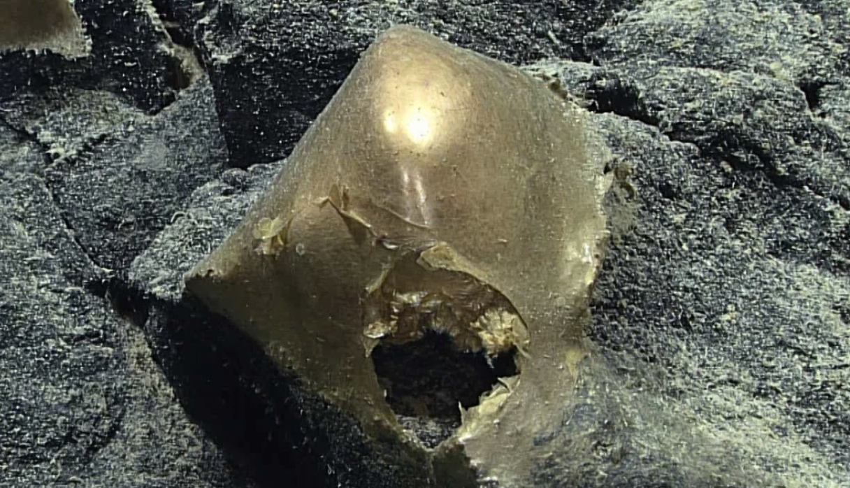 Alaska Seafloor Golden Mystery Has Been Solved And The Answer Took Two And A Half Years