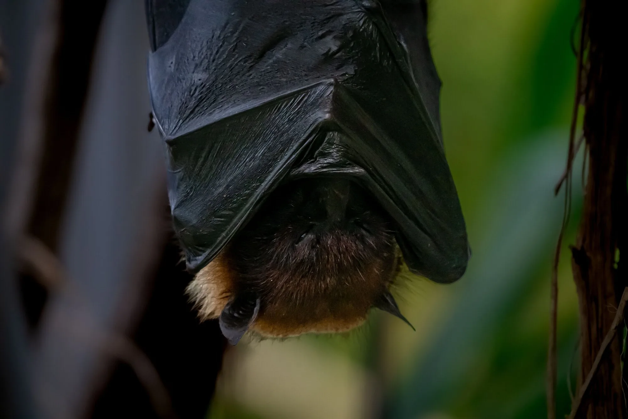 11-Year-Old Dies From Contact With A Rabies Bat