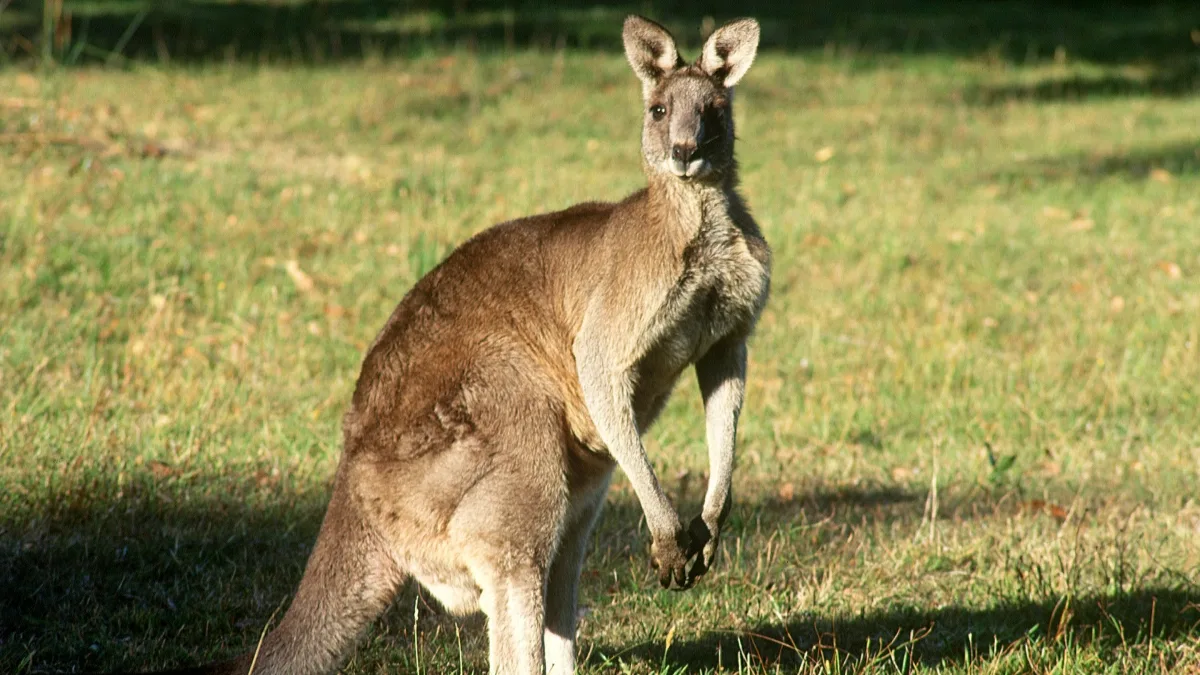Australia ESP Intensive canceled!