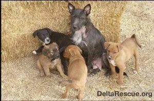duarte delta grillo