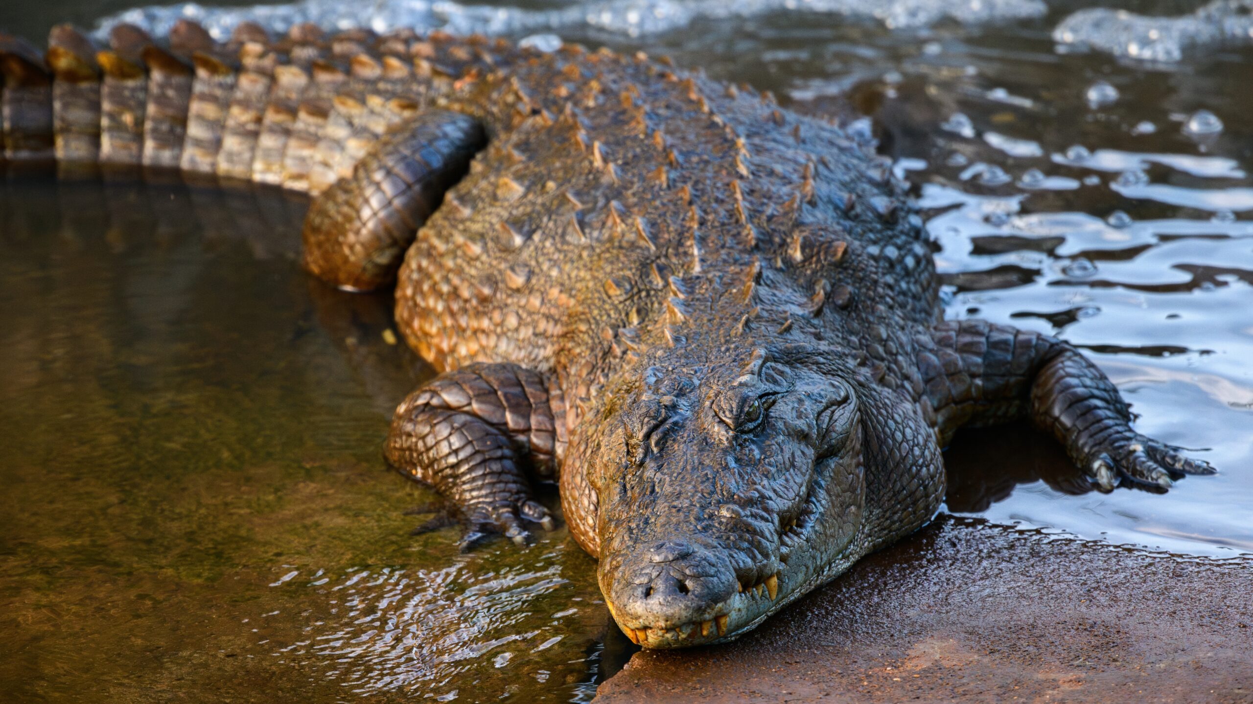 Crocodile Found With A Missing Hotel Owner Inside After Police Helicopter Airlift