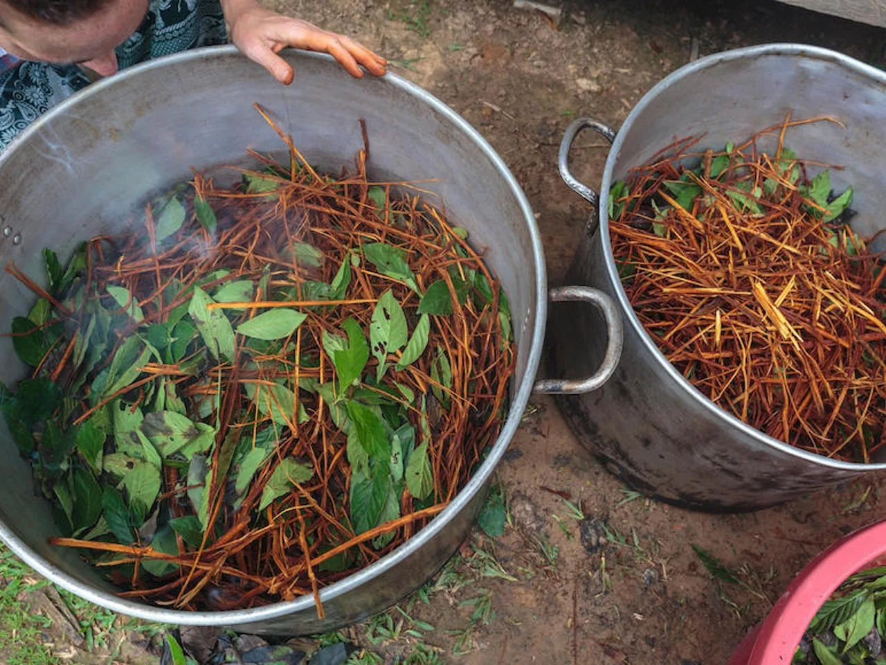 More Evidence About Ayahuasca ‘Death Cult’ Emerges With Arrest of Lawyer Paul Sulla in Hawaii