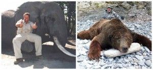 On the left Jimmy has bagged an elephant and on the right a giant grizzly bear, two animals that few sandwich shop owners  ever get to kill.  In recent years, following protests by anti hunting activists who threatened to not buy their gourmet sandwiches at his shops, Jimmy John Liautuad removed all images he could of his big game hunting exploits. Happily some were preserved by others to permanently record his brave deeds.