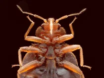 Bed Bug Close Up