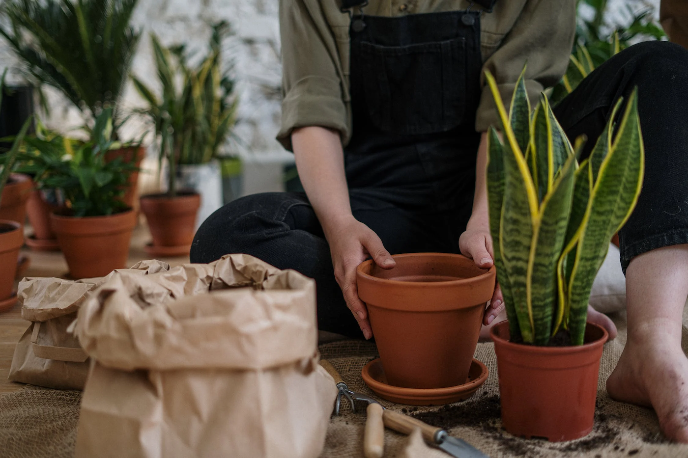 Master Gardener 2023 Plant Sale