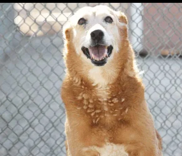 D.E.L.T.A. Rescue Feeds 1,500 Animals; CharityWatch Feeds a Business Model