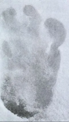 Both creatures, Vanguard and Yeti, have similar sized feet: Vanguard's shoe size is six 1/2; 6 E. [Above] The reputed footprint of Yeti.