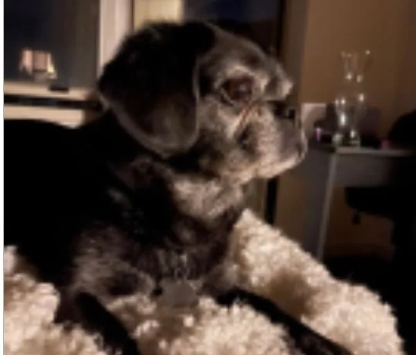 Danielle Roberts' dog, RJ.