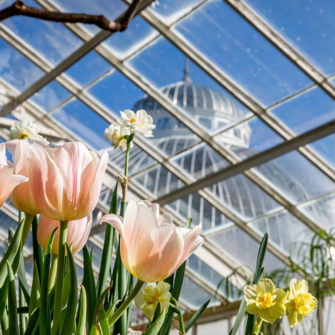Celebrate Spring at the Botanical Gardens with Flowers and Stitch Buffalo