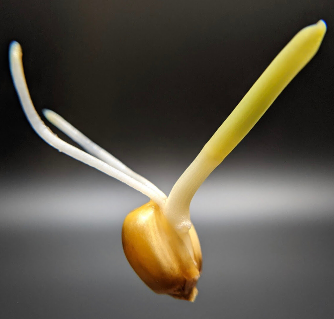 This Wednesday May 17:  Bio Art and Tasting at Torn Space