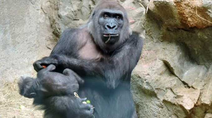 Three Names Proposed For The Buffalo Zoo’s Infant Gorilla