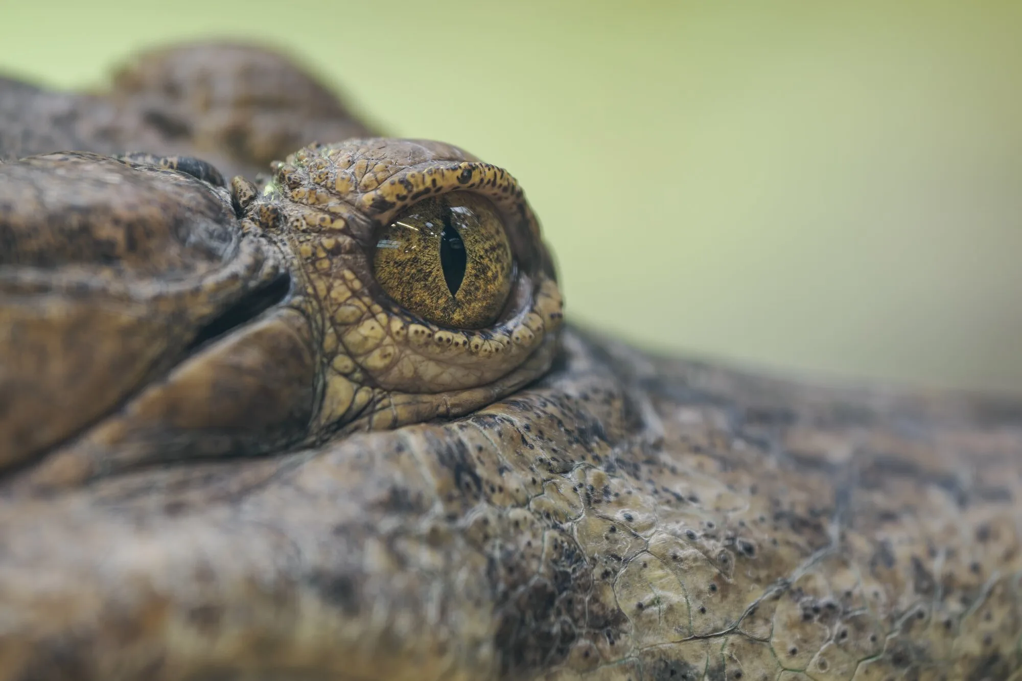 A 3-Year-Old Is Critical After Ending Up In A Crocodile Enclosure At A UK Zoo And A Man Is Arrested
