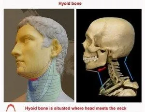 Hyoid Bone