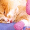 New York State Veterinarians Support Ban on Cat Declawing