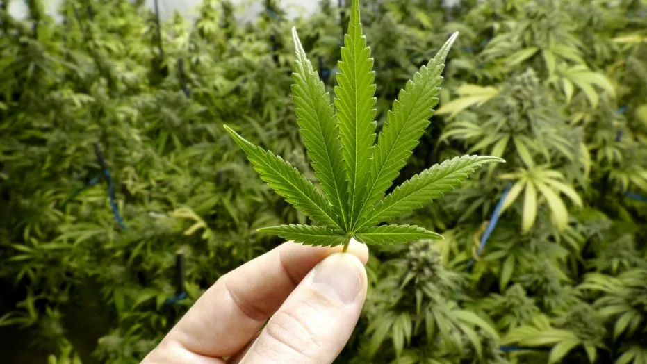 Marijuana Tax Revenues Could Deliver $500 Million A Year to New York State