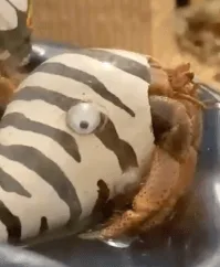 ambrose hermit crabs