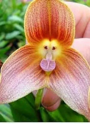 flowers 1