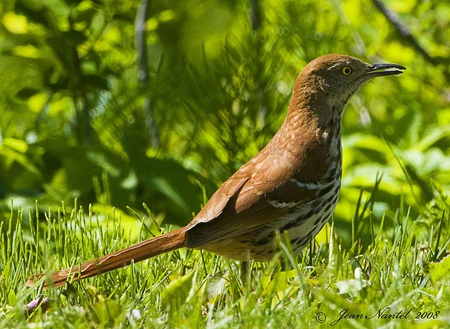 Lessons from a Super Bird; One species, homo sapiens, responsible for mass extinction of many species