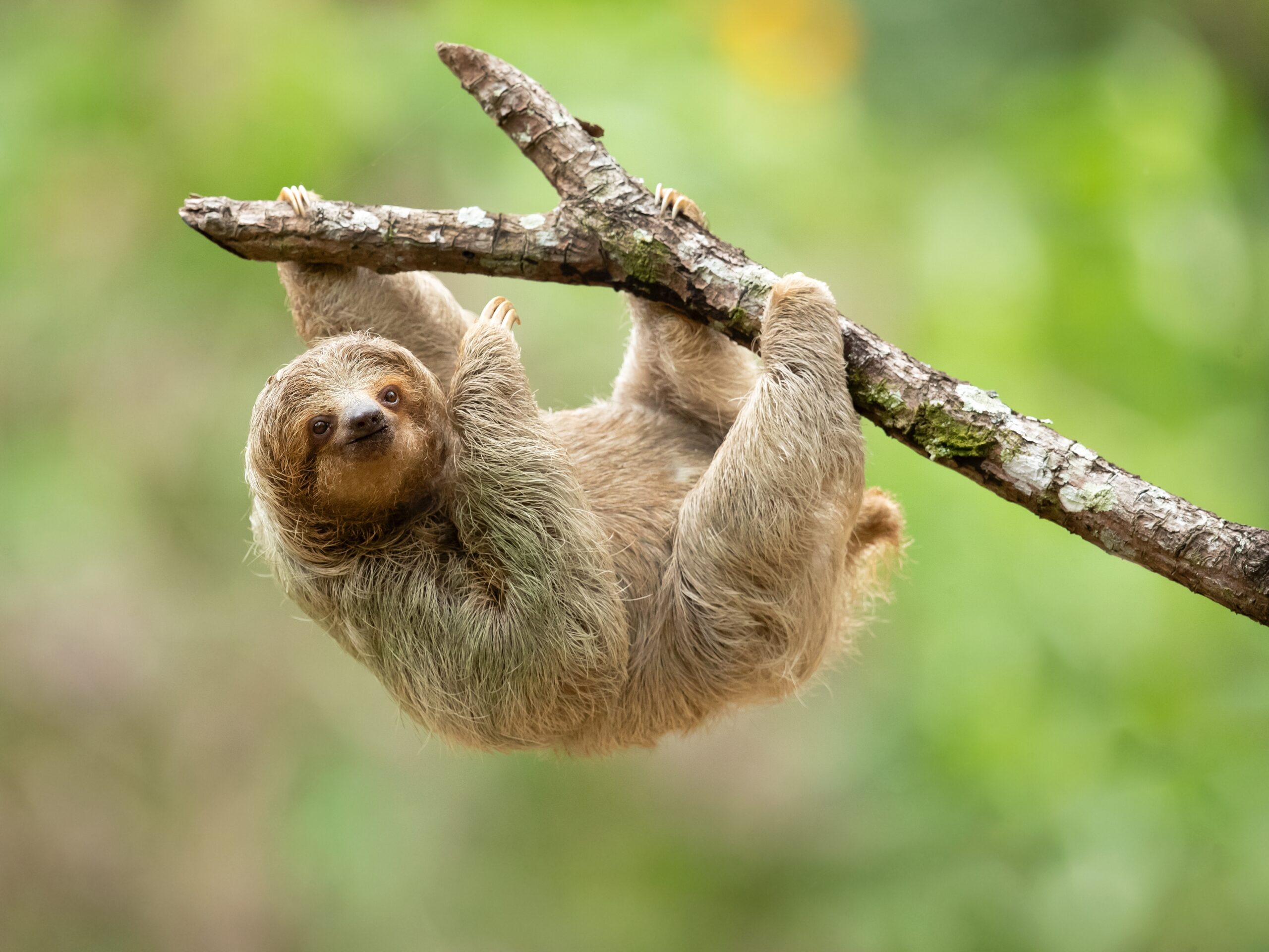 Sloth World Has Now Killed Three Rescued Sloths And A Baby Is Still Fighting