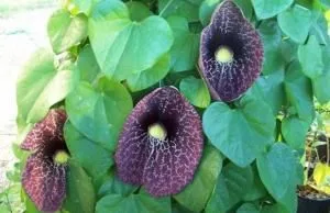 ugly flowers 4