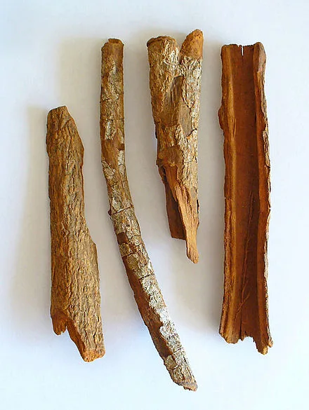 Can Simple Bark From Chinchona Tree Cure Coronavirus?