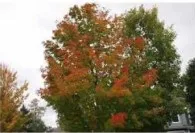 maple exif tree