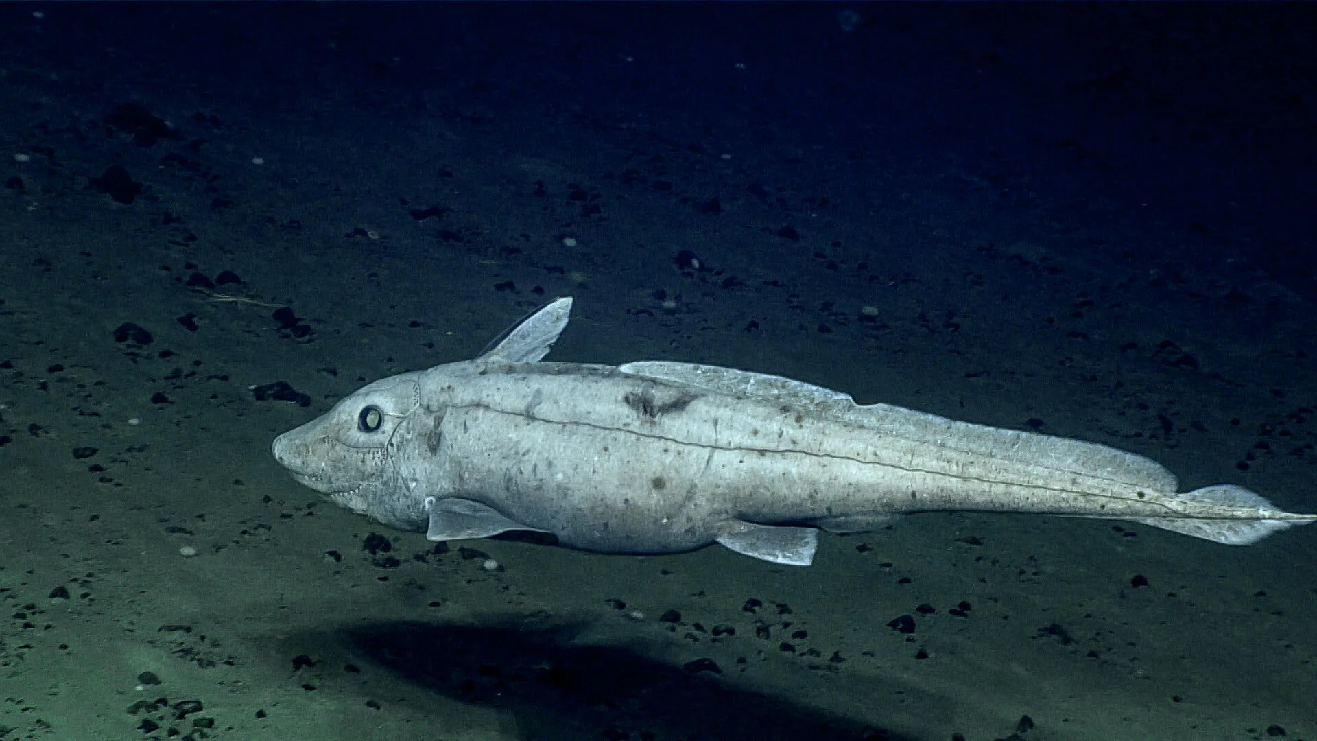 Biden-Harris administration publishes final management plan for Northeast Canyons and Seamounts Marine National Monument