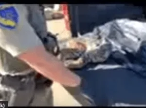 Frozen bobcat, an endangered species, found in HiCaliber freezer with other food items.