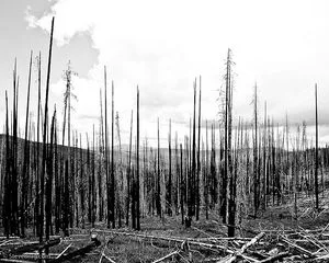 FS-3820 near Lone Frank Pass, Okanogan NF