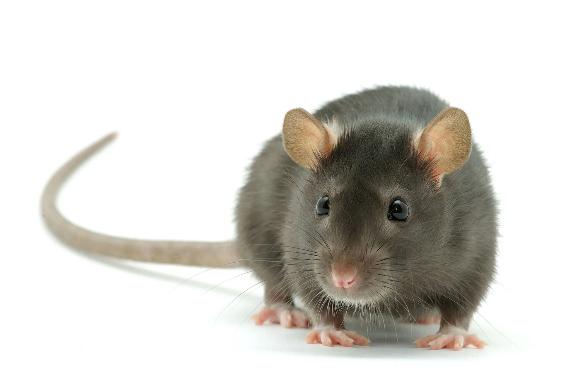 Revisiting “The Rat” in light of the death of Gina Hutchinson and the disappearance of Kristin Snyder
