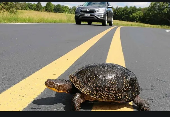 New Normal: Couple Suddenly Stops for Turtle on Expressway Almost Killing Humans in Truck Behind