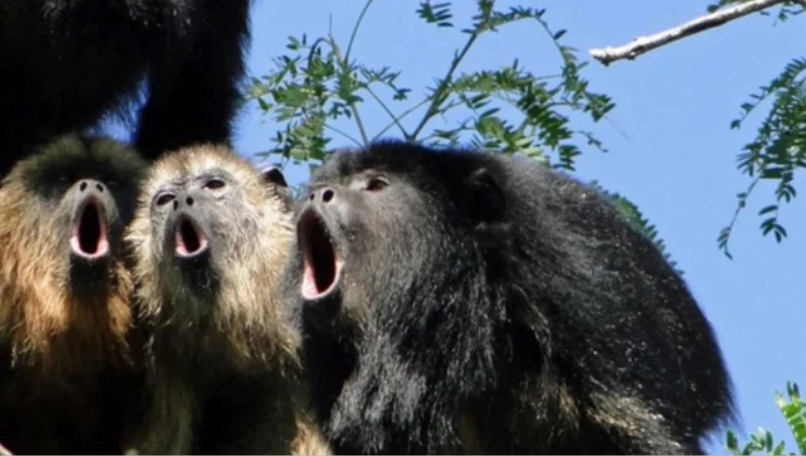 Study Finds Howler Monkeys Can Be Like Raniere