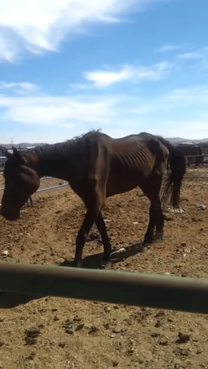 starved horse 2
