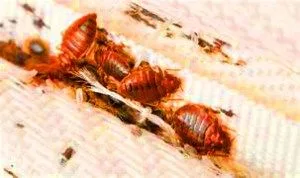 bed bugs 345