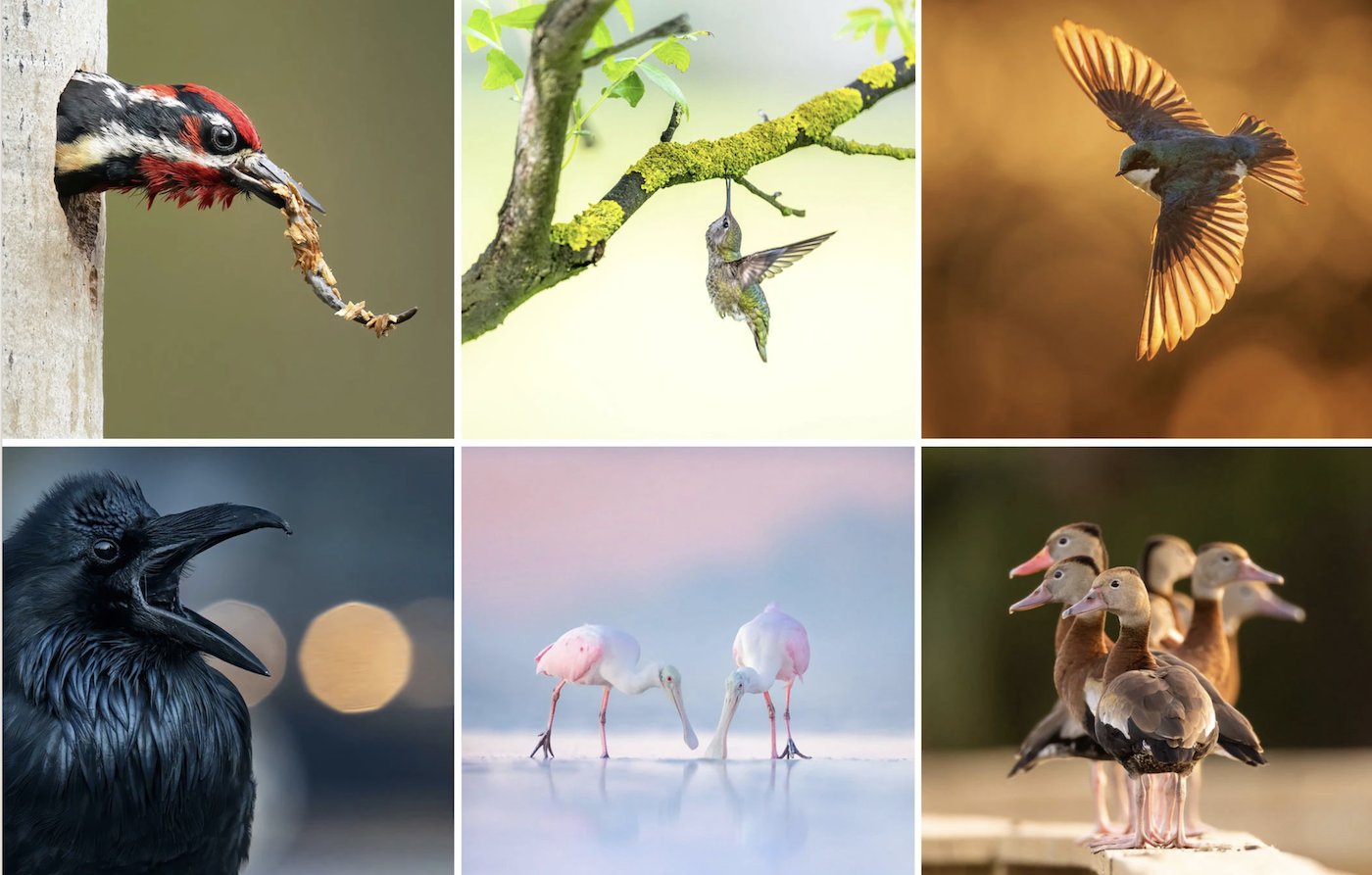 The 2023 Audubon Photography Awards: The Top 50