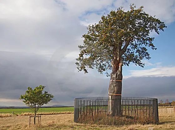 Reader: An analogy to the trees of the forest; Vanguard prunes to keep the sapling from becoming a tree