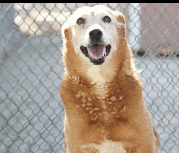 D.E.L.T.A. Rescue Feeds 1,500 Animals; CharityWatch Feeds a Business Model