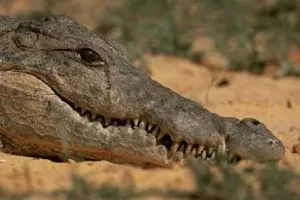 The crocodile is seen to have water coming out of its eyes. Some assume it is shedding a tear of joy as it contemplates eating you.