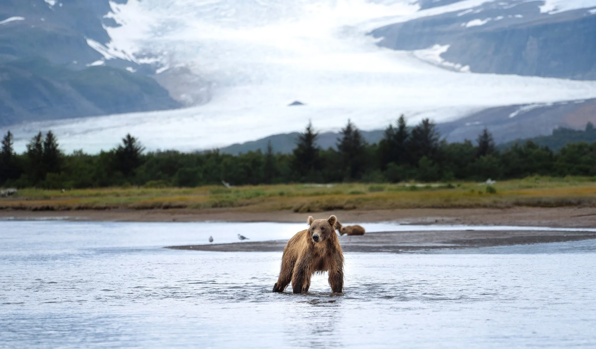 Glacier Bear Attack Killed A Florida Hiker For The First Time Since 1998