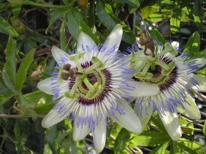 flowers 6