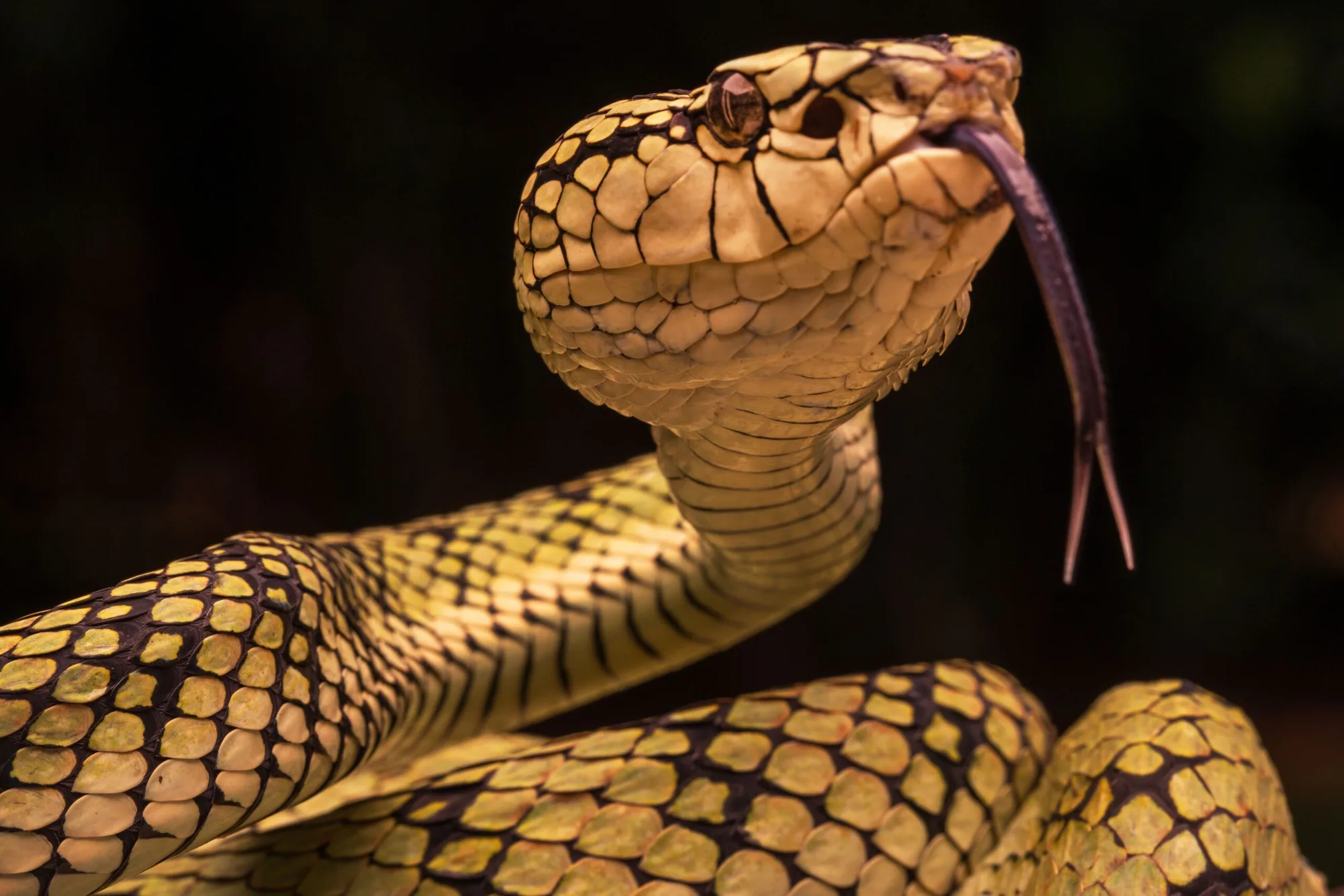 Montana Farmhouse Snake Infestation Has This Family Watching Snakes Drop From The Walls