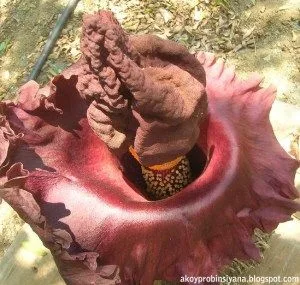 flowers 4