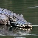 gator 4