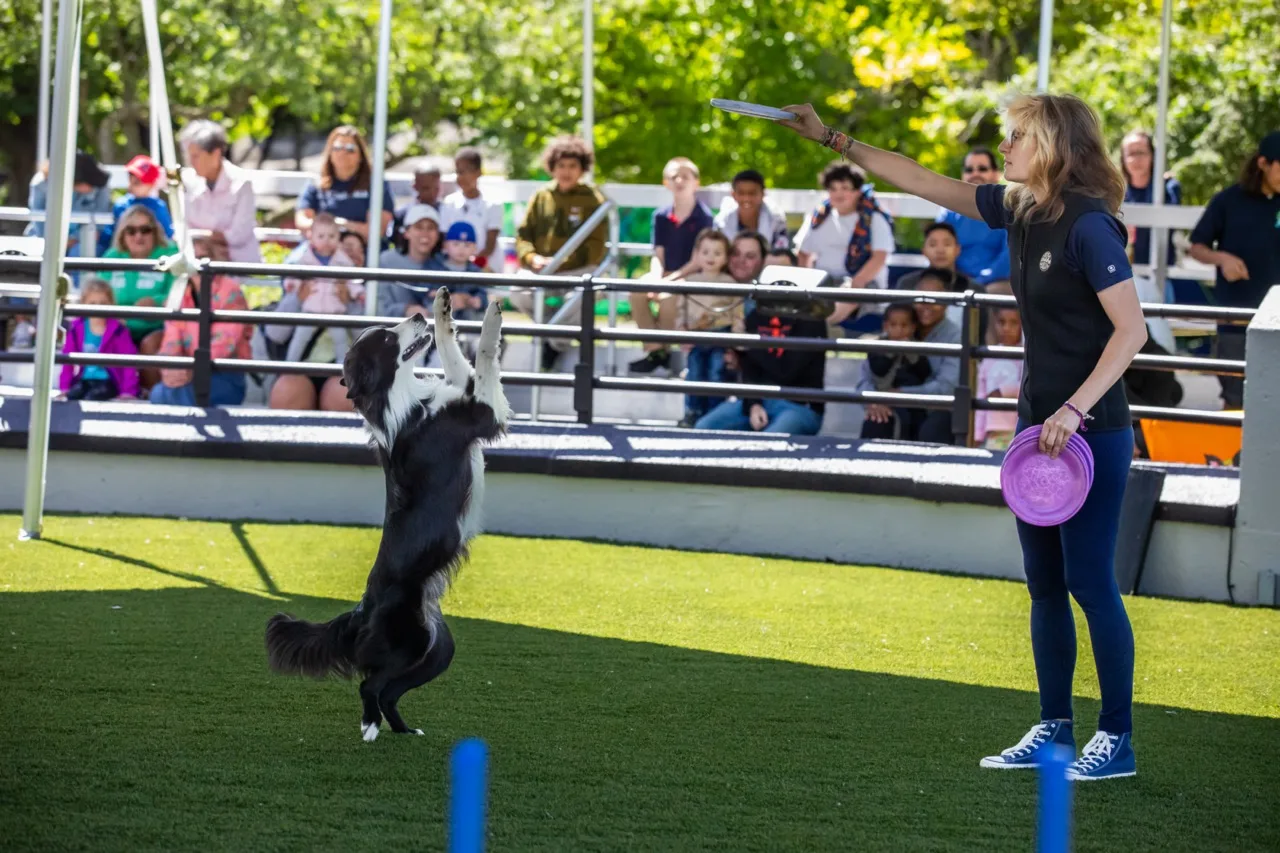 Buffalo Zoo Unleashes New Show: Canine Champions for Conservation