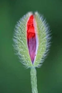 flowers 11
